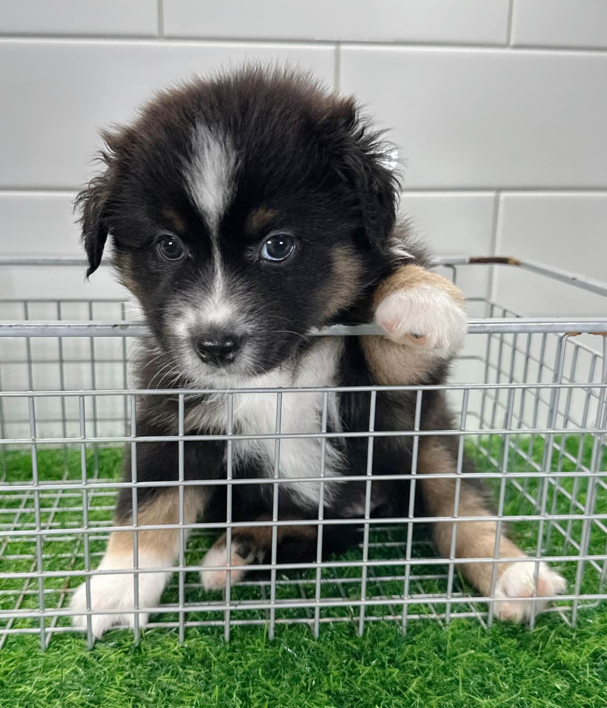 Australian Shepherd Puppies - Mini Sized breeder image 11