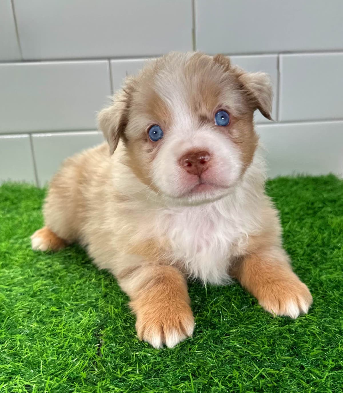 Australian Shepherd Puppies - Mini Sized breeder image 14