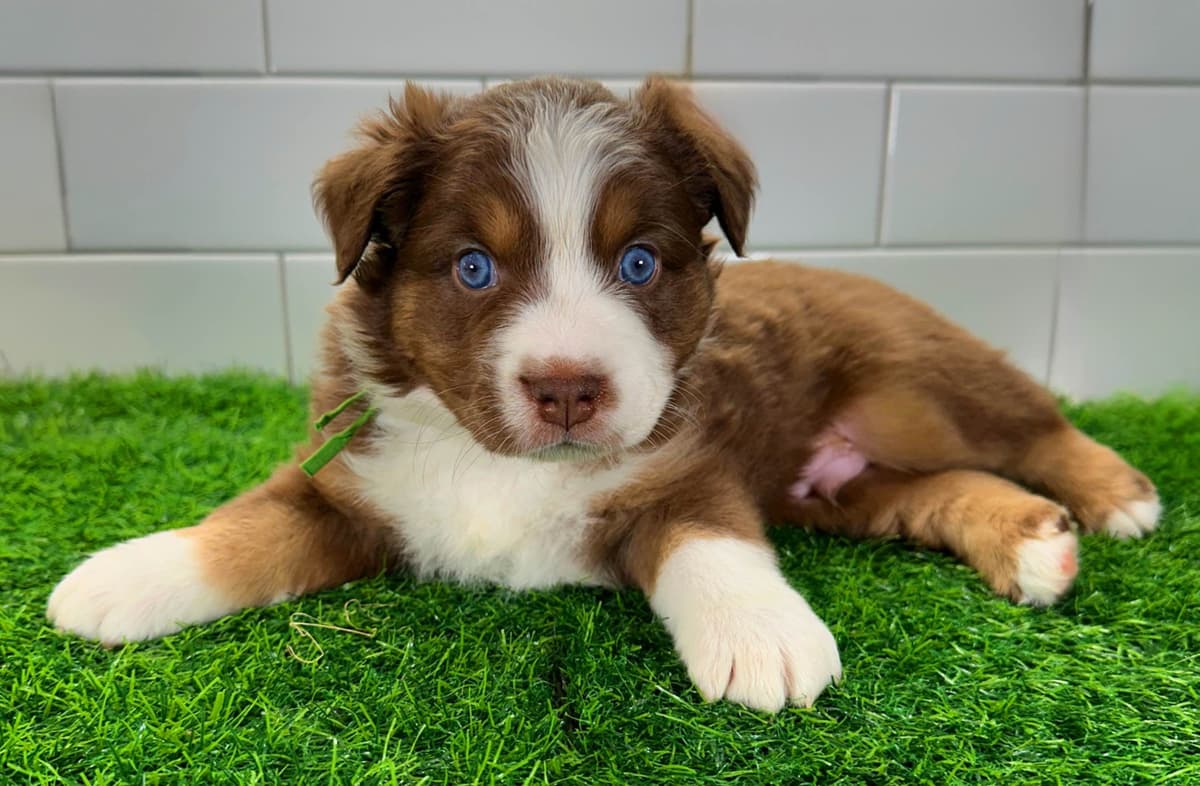 Australian Shepherd Puppies - Mini Sized breeder image 15