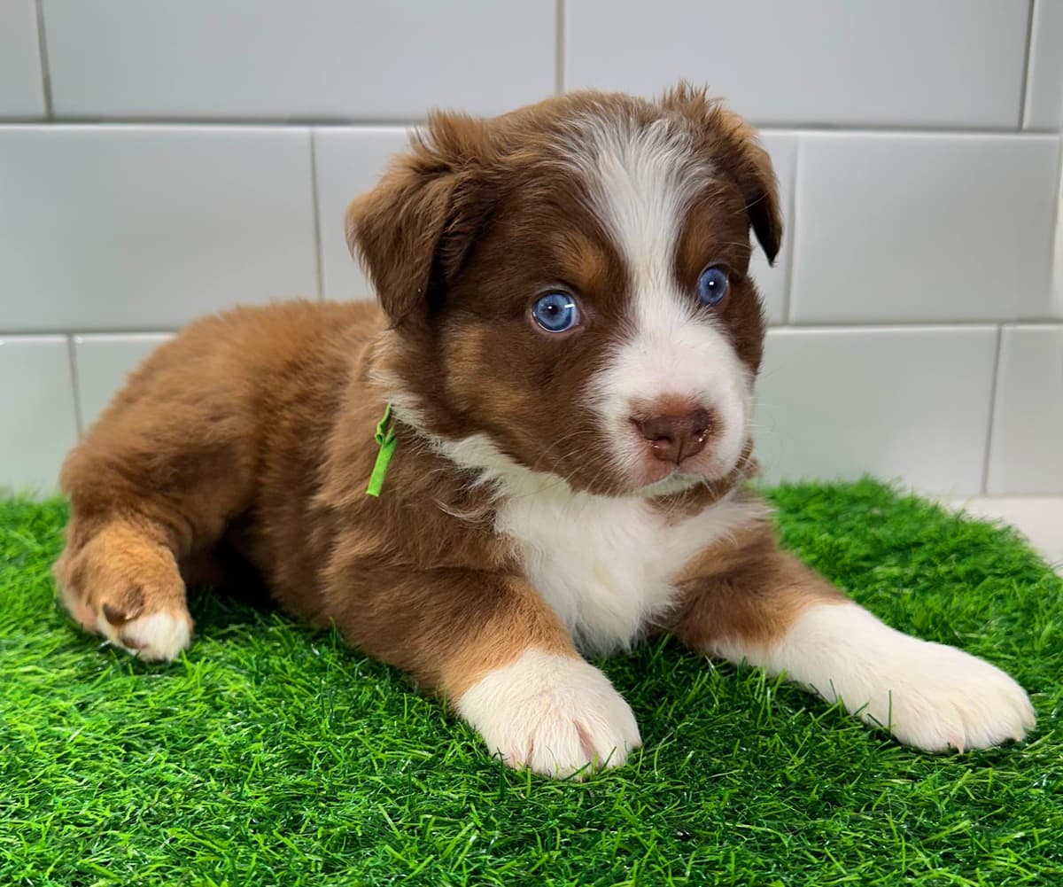 Australian Shepherd Puppies - Mini Sized breeder image 16