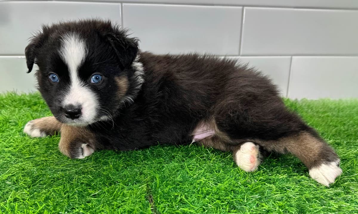 Australian Shepherd Puppies - Mini Sized breeder image 18