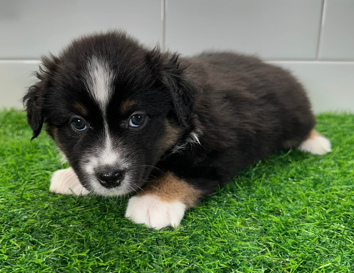 Australian Shepherd Puppies - Mini Sized breeder image 19