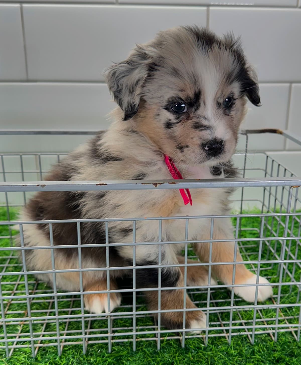 Australian Shepherd Puppies - Mini Sized breeder image 17