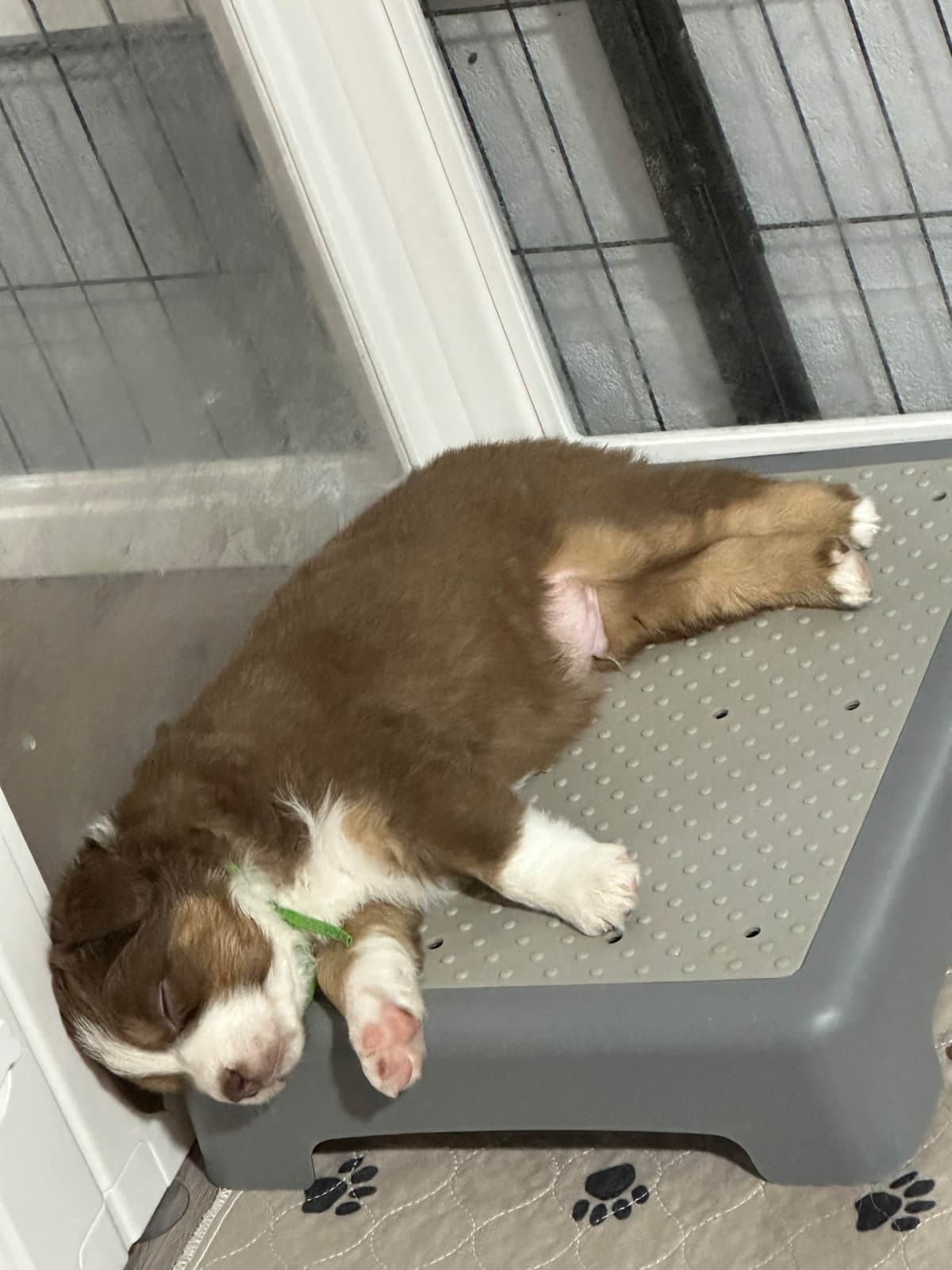 Australian Shepherd Puppies - Mini Sized breeder image 21