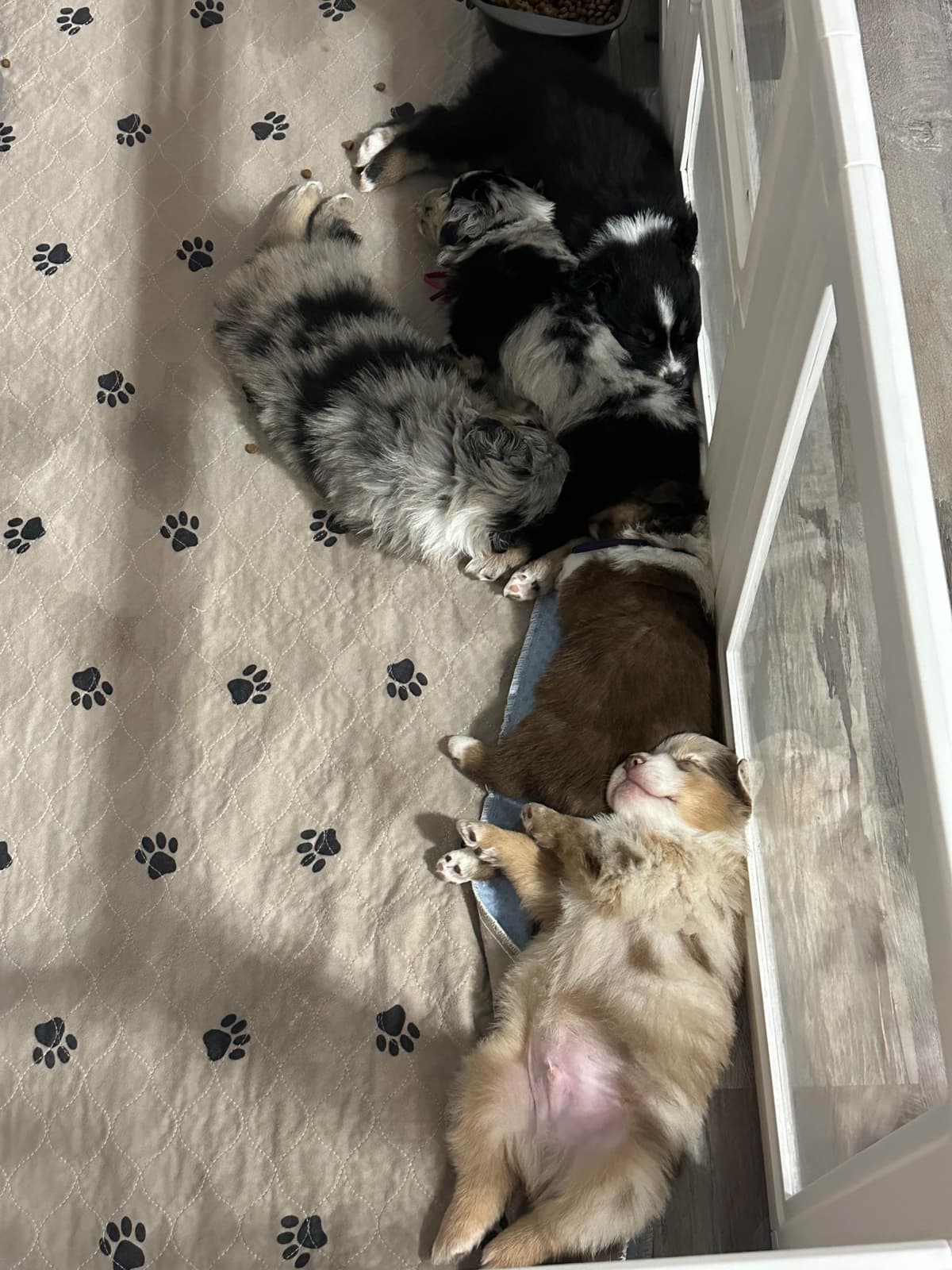 Australian Shepherd Puppies - Mini Sized breeder image 22