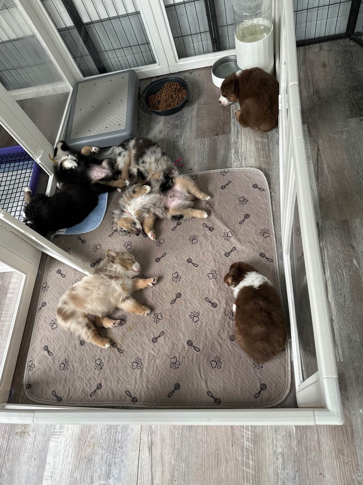 Australian Shepherd Puppies - Mini Sized breeder image 23