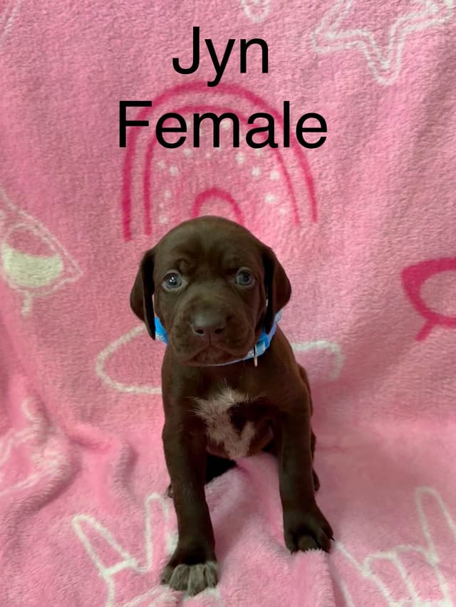 German Shorthaired Pointer Puppies media 2