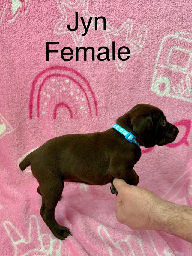 German Shorthaired Pointer Puppies media 3