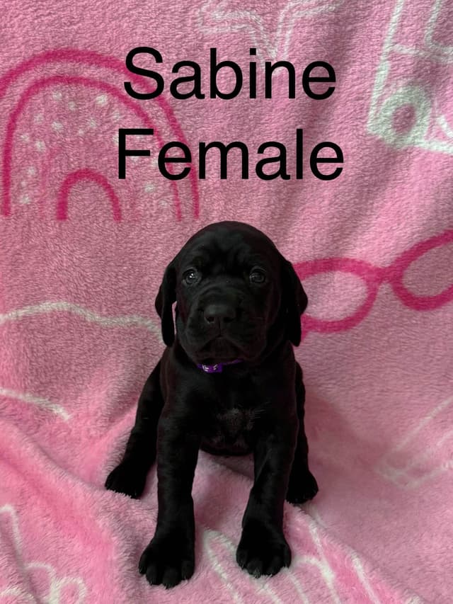 German Shorthaired Pointer Puppies media 4