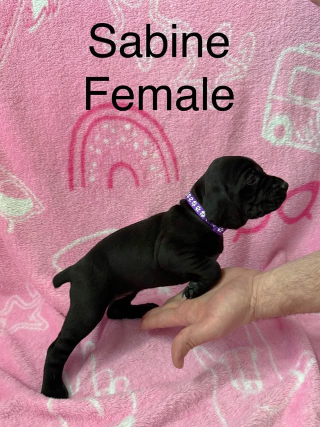 German Shorthaired Pointer Puppies media 5
