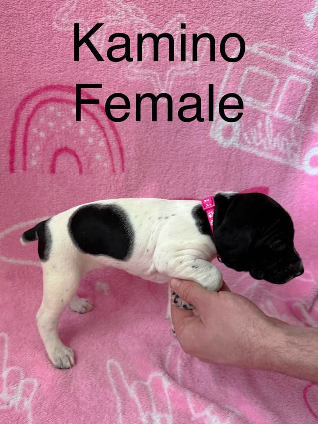 German Shorthaired Pointer Puppies media 7