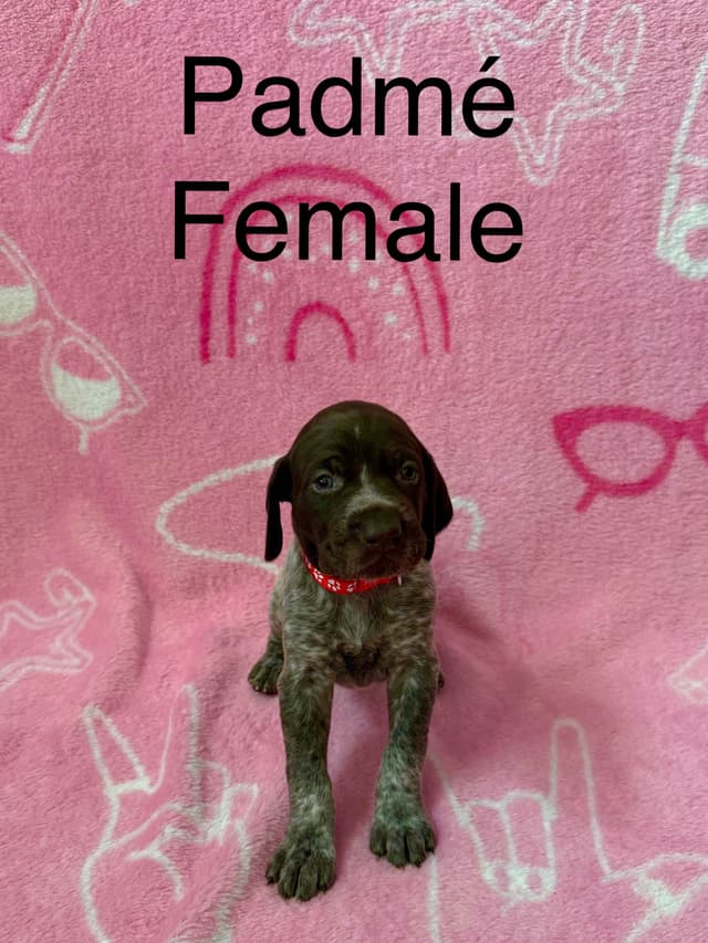 German Shorthaired Pointer Puppies media 8