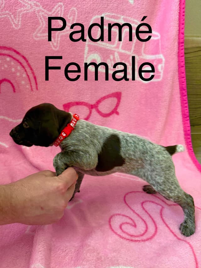 German Shorthaired Pointer Puppies media 9