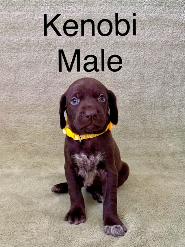 German Shorthaired Pointer Puppies media 10