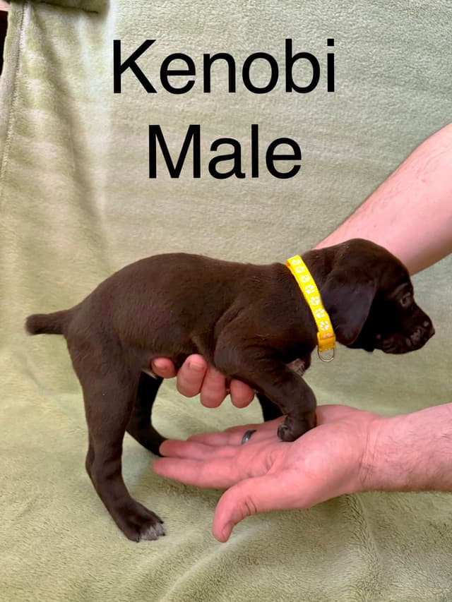 German Shorthaired Pointer Puppies media 11
