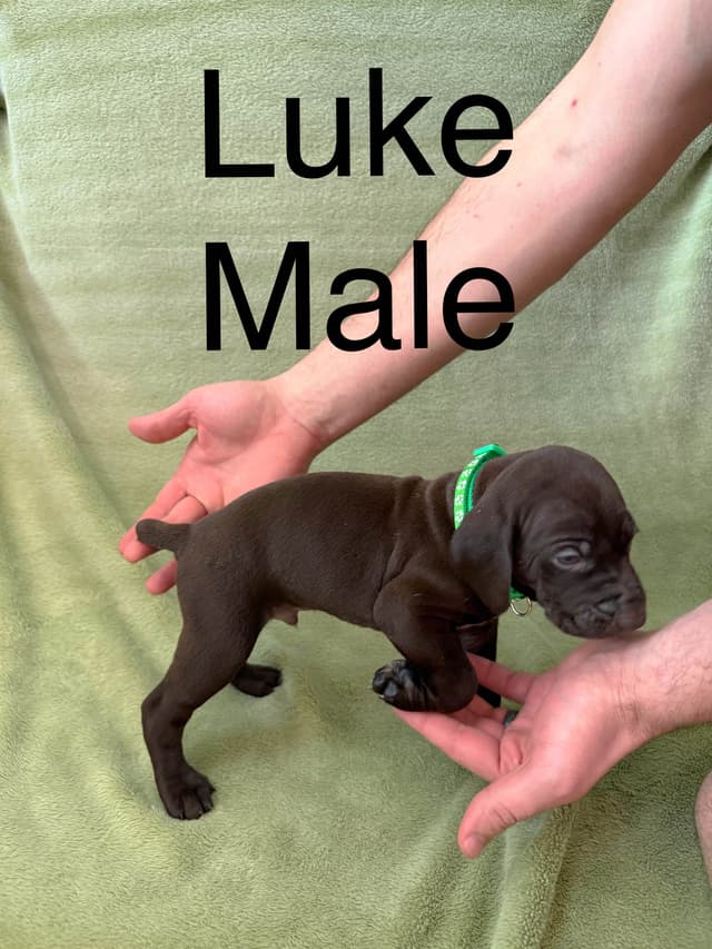 German Shorthaired Pointer Puppies media 15