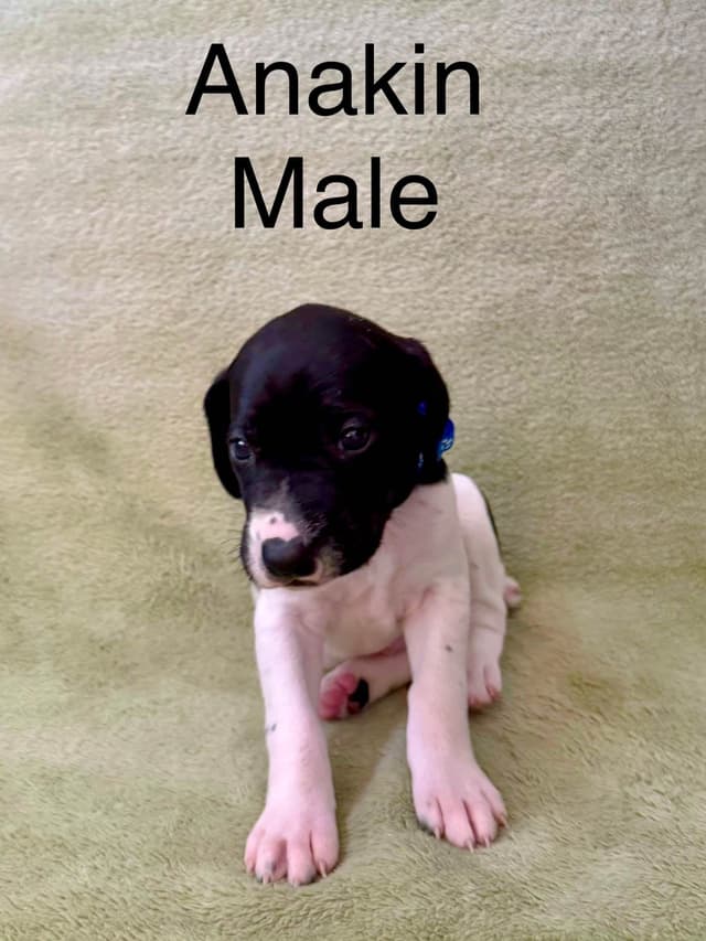 German Shorthaired Pointer Puppies media 16