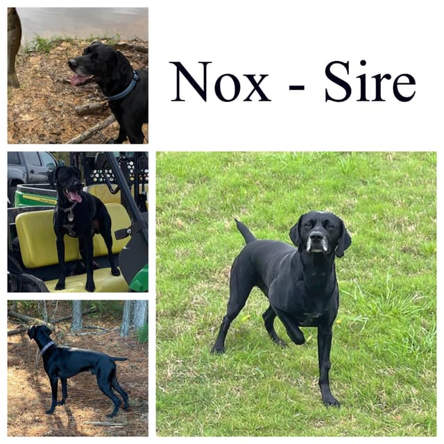 German Shorthaired Pointer Puppies media 19