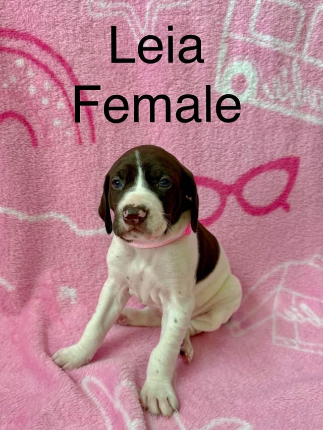 German Shorthaired Pointer Puppies media 20