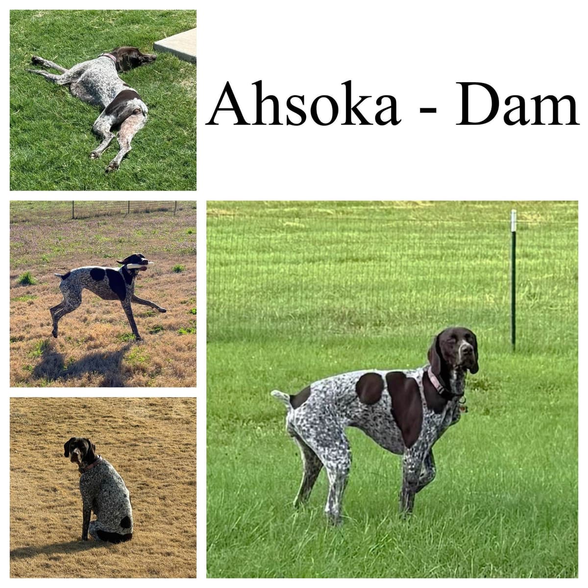 German Shorthaired Pointer Puppies breeder image 3