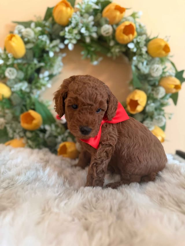 Poodle Puppies media 2