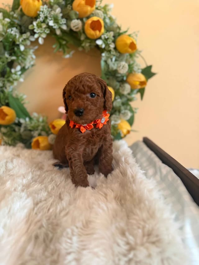 Poodle Puppies media 3