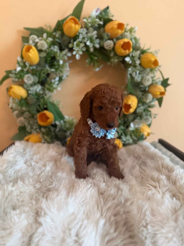 Poodle Puppies media 4