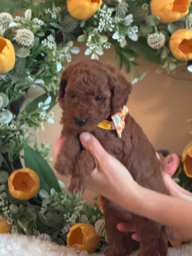 Poodle Puppies media 5