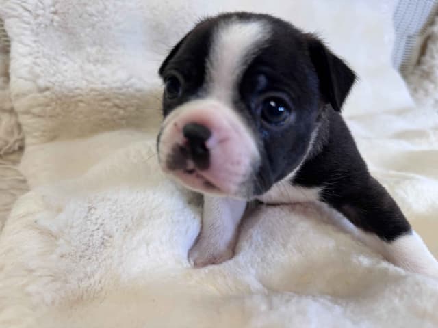 Black/Brindle Boston Terrier Puppies media 2