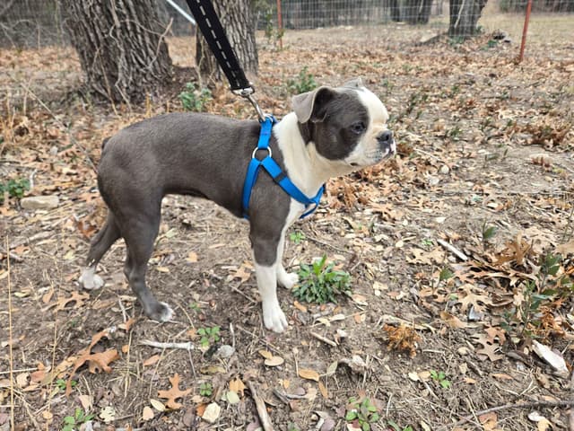 Black/Brindle Boston Terrier Puppies media 3