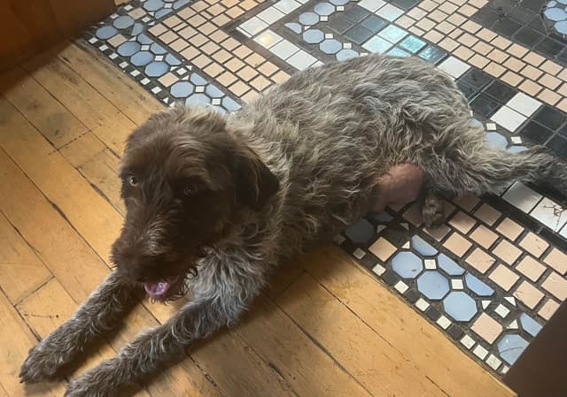 Wirehaired Pointing Griffon Puppies media 2