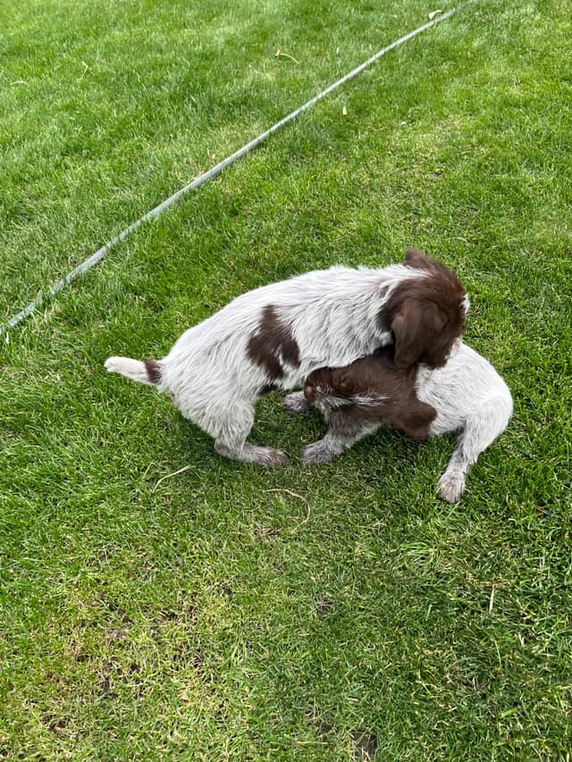 Wirehaired Pointing Griffon Puppies media 4