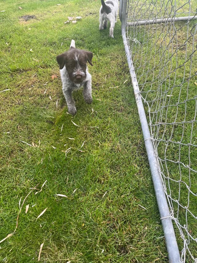 Wirehaired Pointing Griffon Puppies media 5