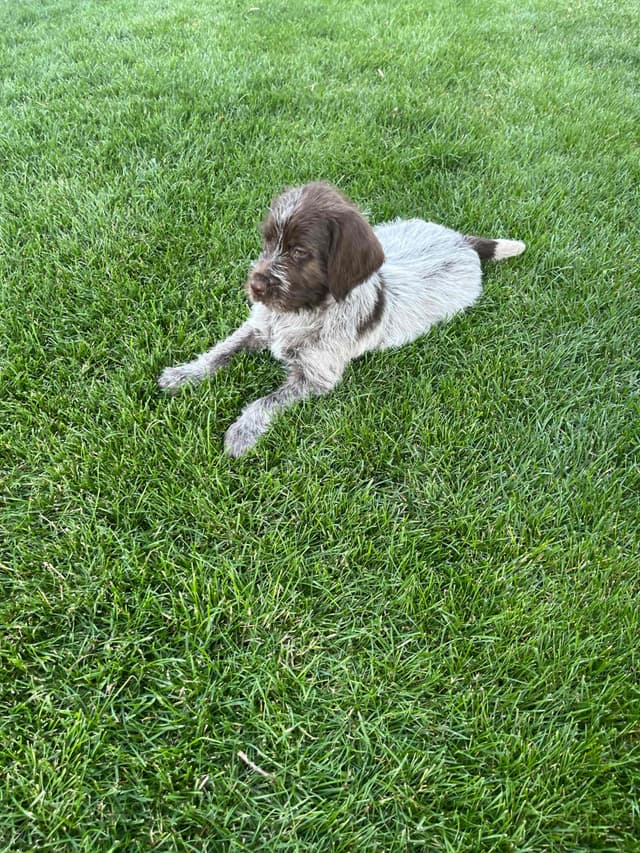 Wirehaired Pointing Griffon Puppies media 7