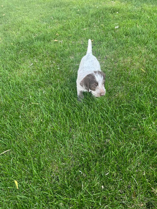 Wirehaired Pointing Griffon Puppies media 6