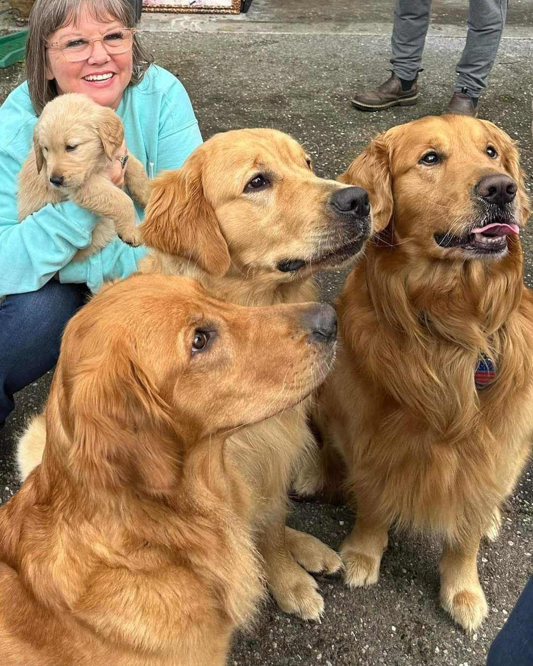 Golden Retriever Puppies breeder image 3