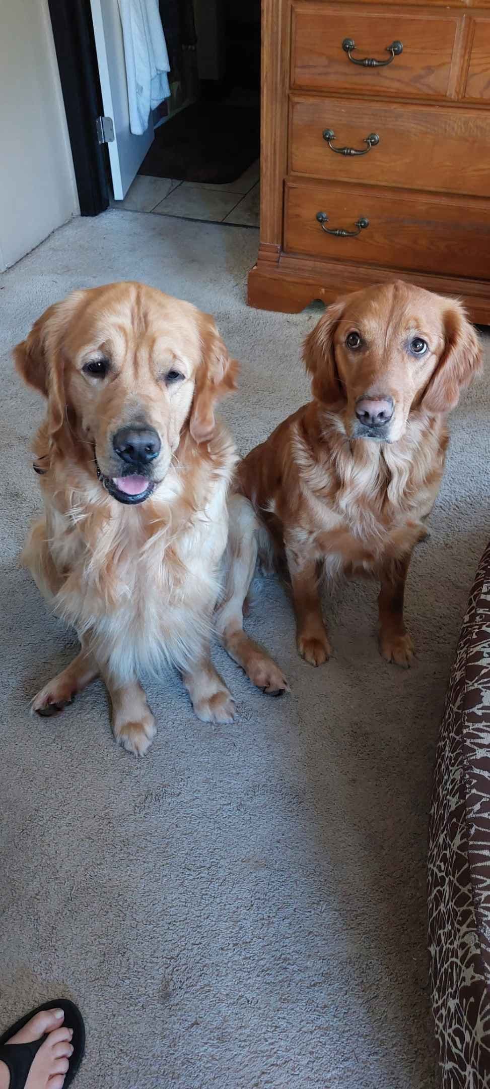 Golden Retriever Puppies breeder image 4