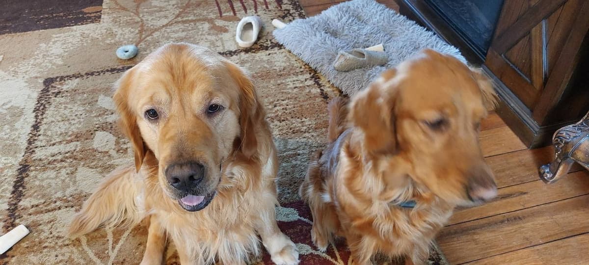 Golden Retriever Puppies breeder image 5
