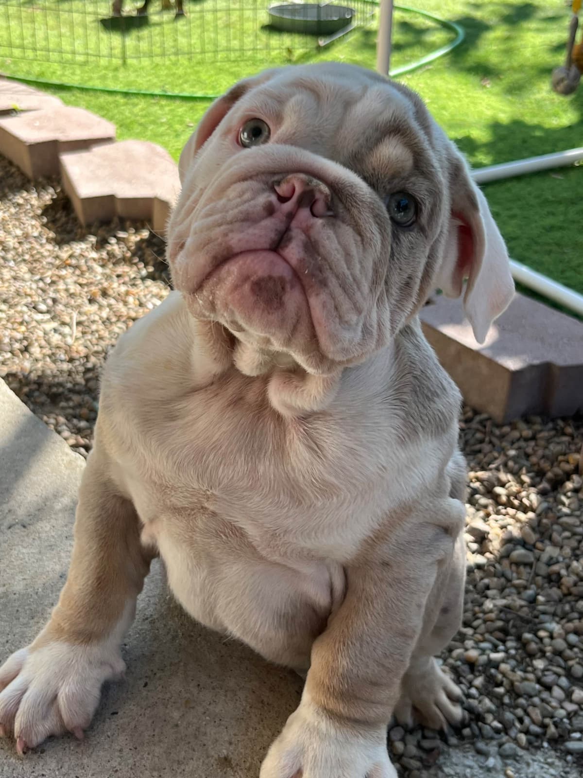 Quality AKC English Bulldogs Raised with Love | Pawsome Bulldogs breeder image 2