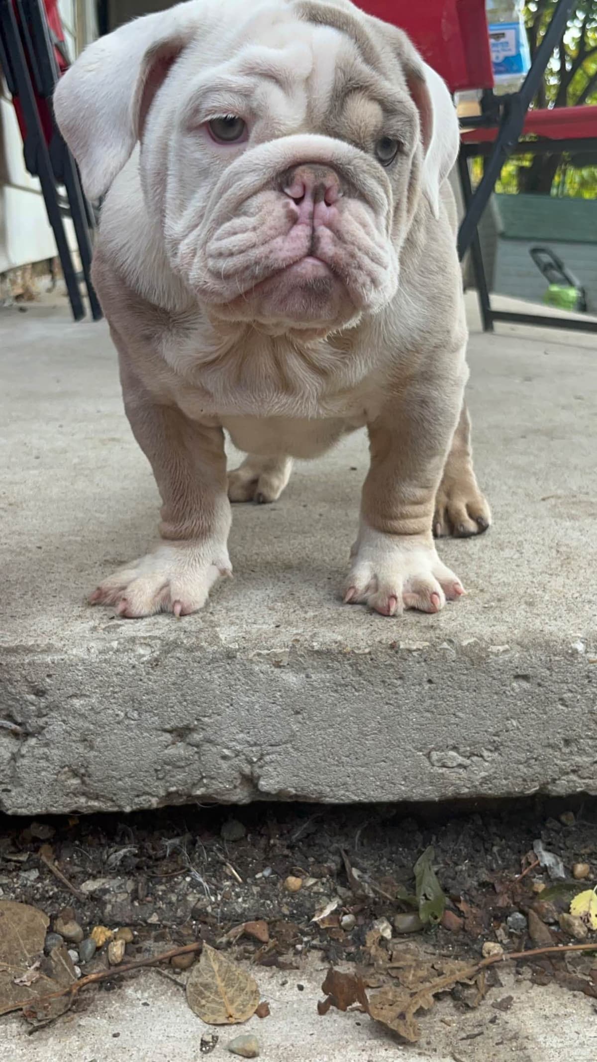 Quality AKC English Bulldogs Raised with Love | Pawsome Bulldogs breeder image 3