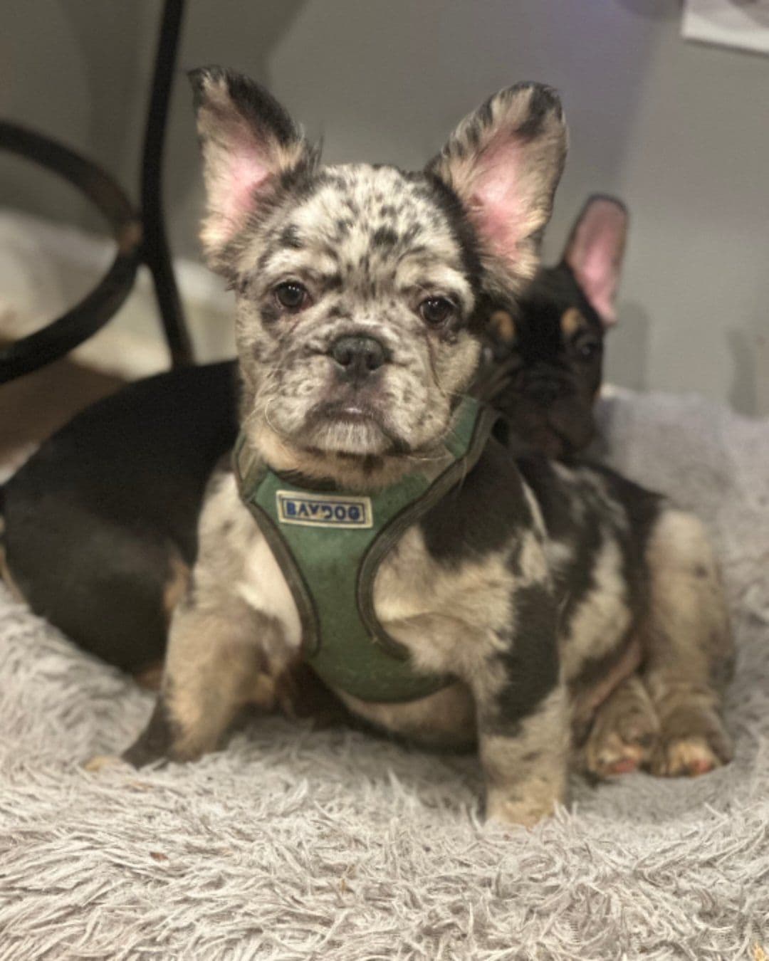 Quality AKC English Bulldogs Raised with Love | Pawsome Bulldogs breeder image 4
