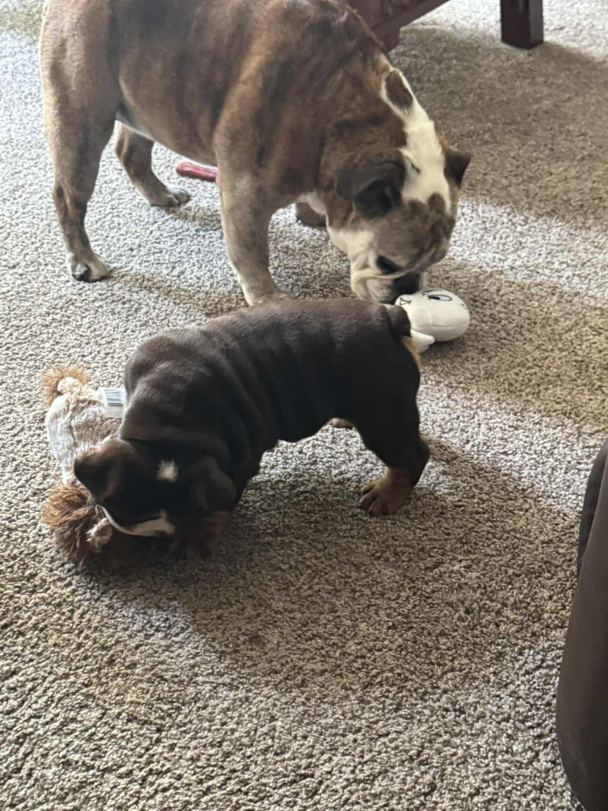 Quality AKC English Bulldogs Raised with Love | Pawsome Bulldogs breeder image 6