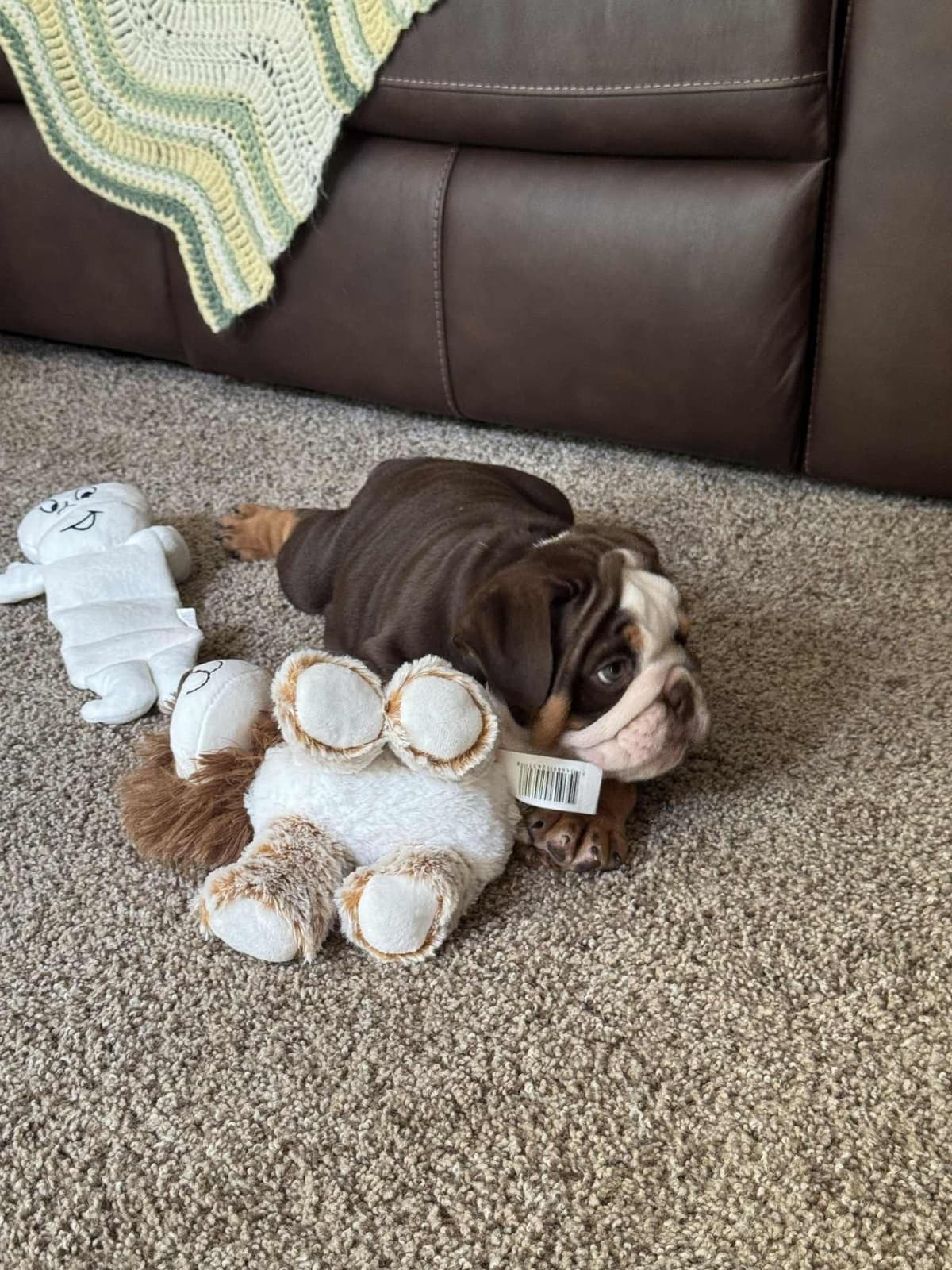 Quality AKC English Bulldogs Raised with Love | Pawsome Bulldogs breeder image 8
