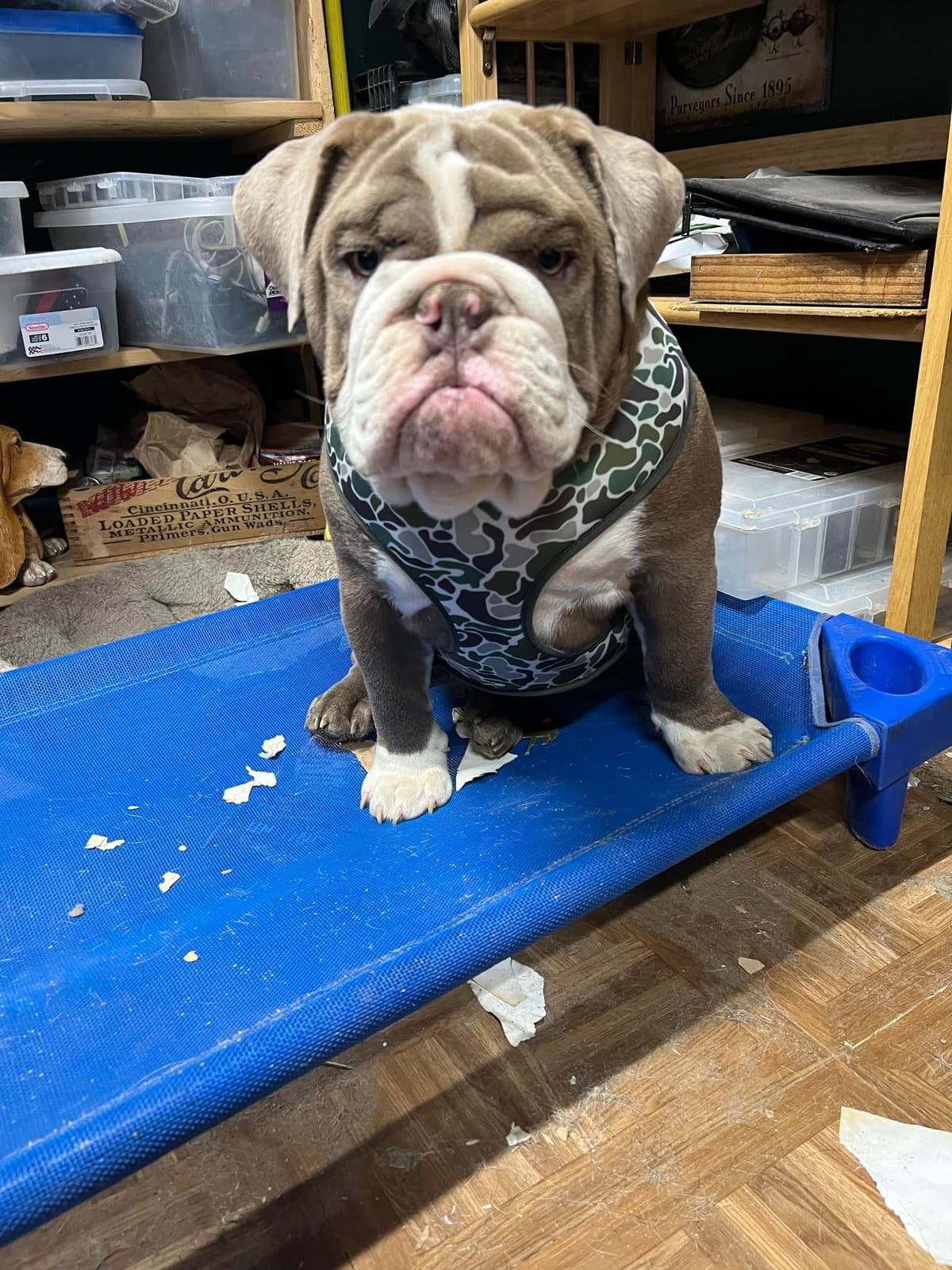 Quality AKC English Bulldogs Raised with Love | Pawsome Bulldogs breeder image 12