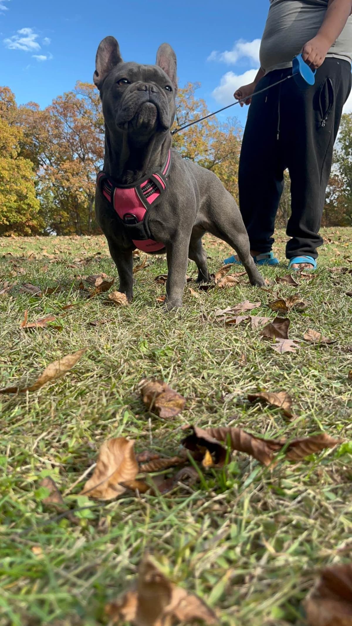 Quality AKC English Bulldogs Raised with Love | Pawsome Bulldogs breeder image 13