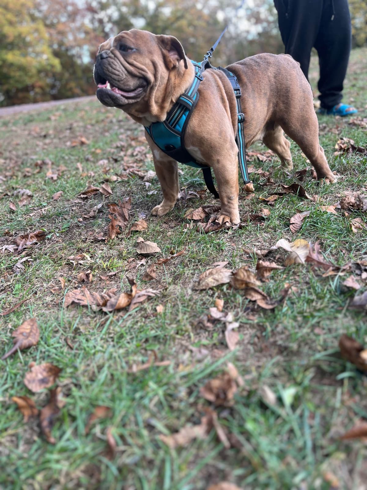 Quality AKC English Bulldogs Raised with Love | Pawsome Bulldogs breeder image 14