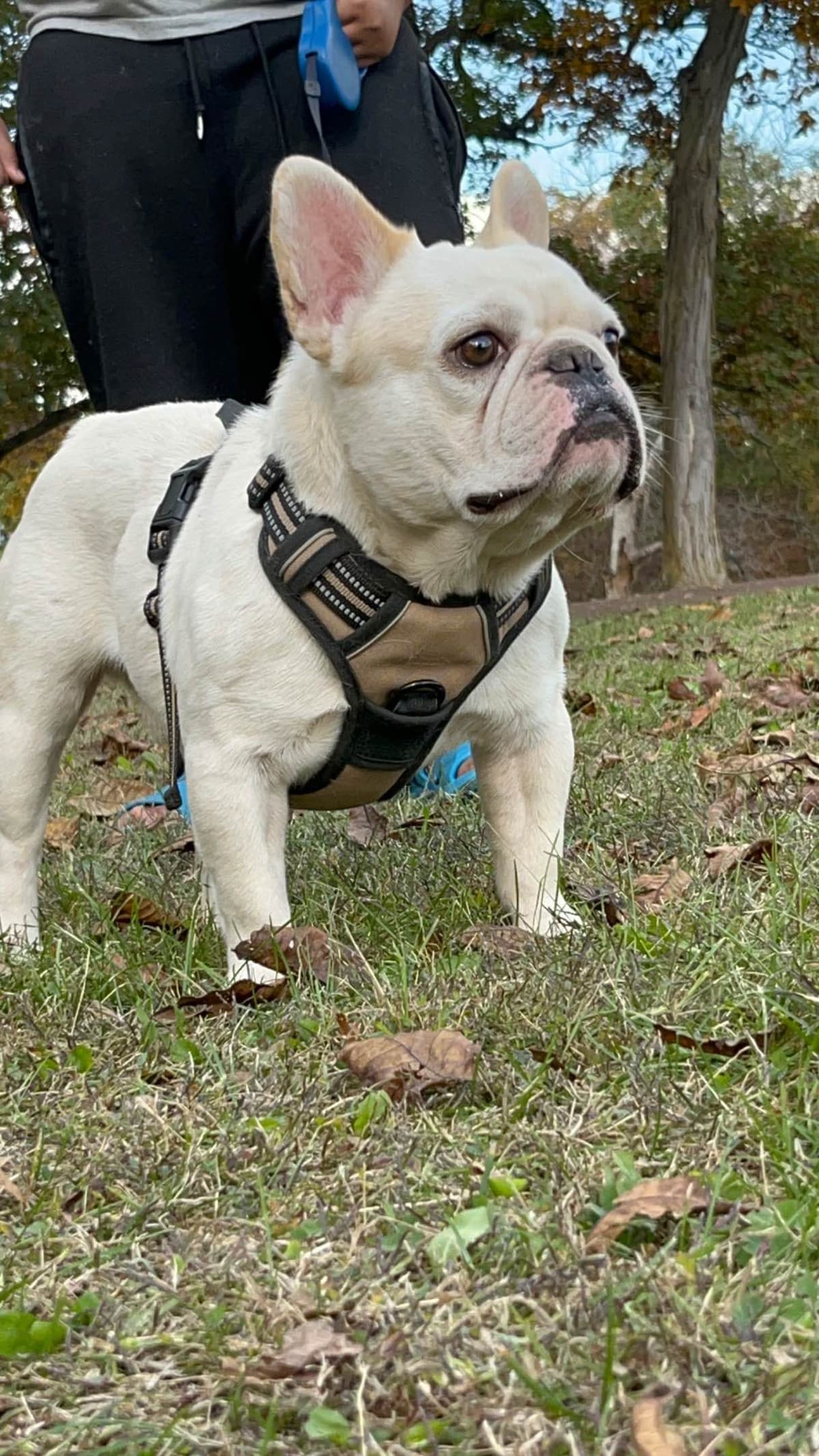 Quality AKC English Bulldogs Raised with Love | Pawsome Bulldogs breeder image 15