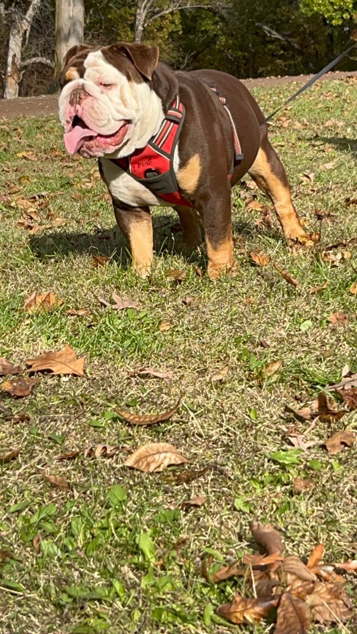 Quality AKC English Bulldogs Raised with Love | Pawsome Bulldogs breeder image 16
