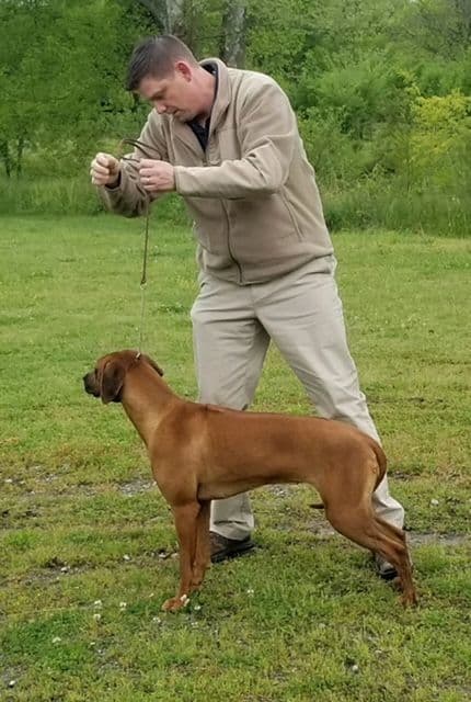 Rhodesian Ridgeback Puppies breeder image 4