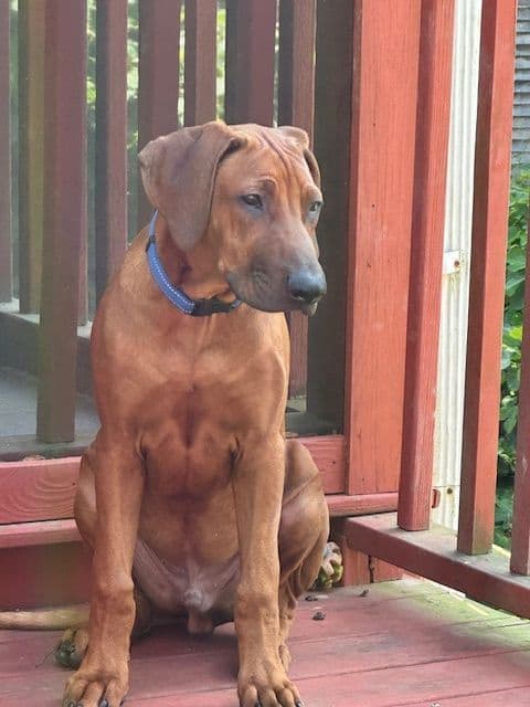 Rhodesian Ridgeback Puppies breeder image 2